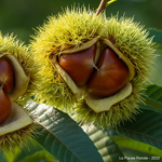 Cueillette de châtaignes.