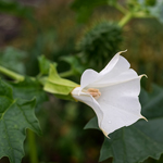 Découverte des plantes sauvages et comestibles sur le site du moulin de Trévoix, à Ollainville.