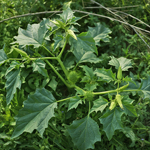 Découverte des plantes sauvages et comestibles sur le site du moulin de Trévoix, à Ollainville.