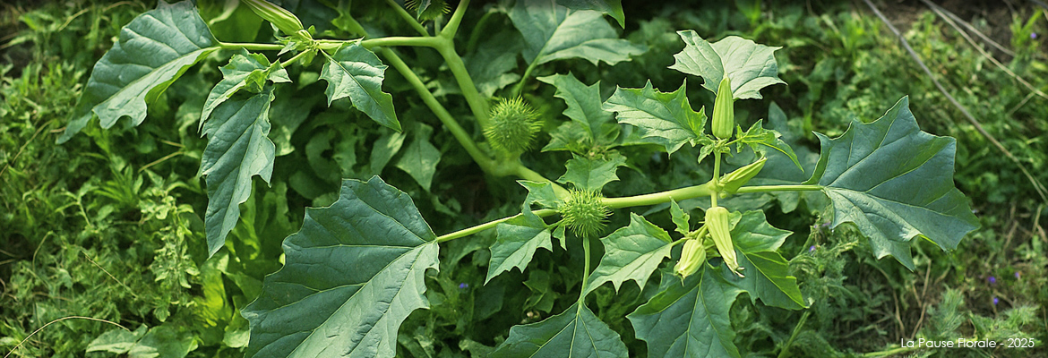 Photo représentant le datura.