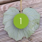 Sur la face inférieure apparaît une dense pilosité blanchâtre.