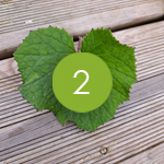 Le bord du limbe est ponctué de petits mucrons violacés.