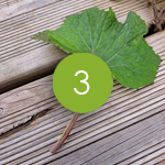 Le pétiole, canaliculé, forme une rigole centrale bien visible.