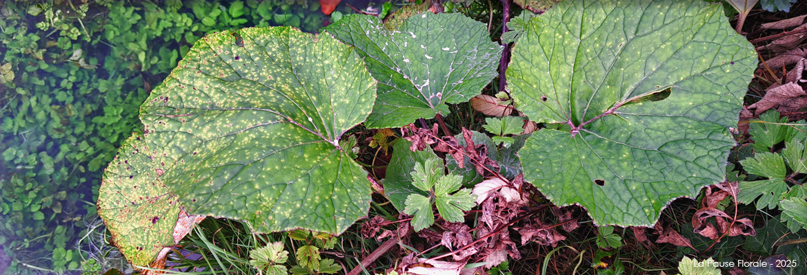 Photo représentant le tussilage.