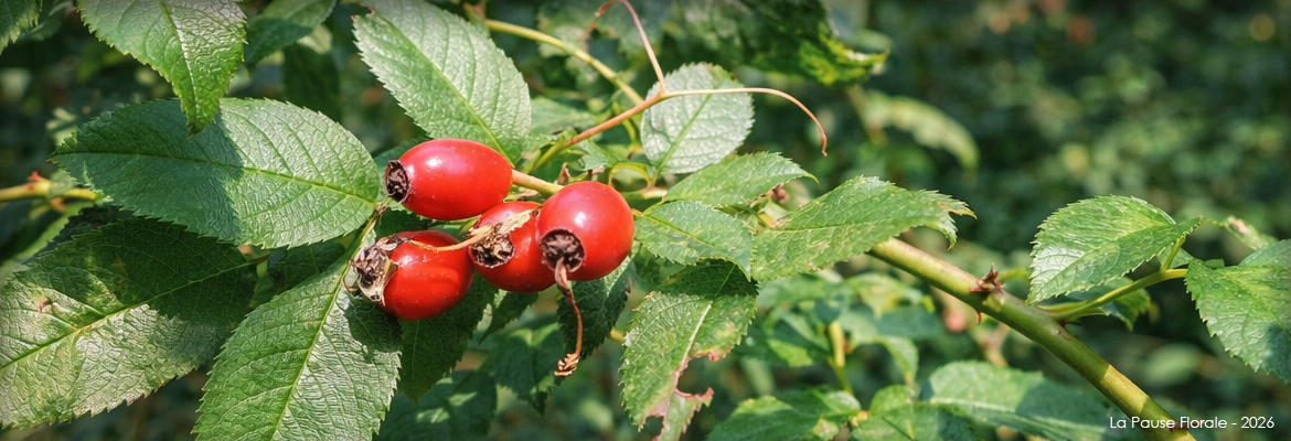 Photo représentant le cynorrhodon.