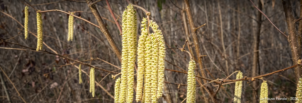 Photo représentant les longs chatons mâles du noisetier.