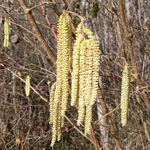 Le noisetier - Les chatons mâles.