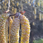 Le noisetier - Les fleurs de noisetier.