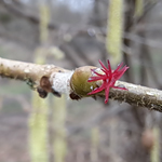Le noisetier - La fleur femelle.