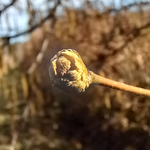 Le noisetier - Le bourgeon.