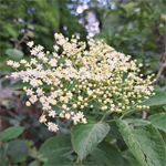 Le Sureau - Les fleurs sont regroupées en larges corymbes blanc crème.