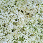 Le Sureau - Détail des fleurs.