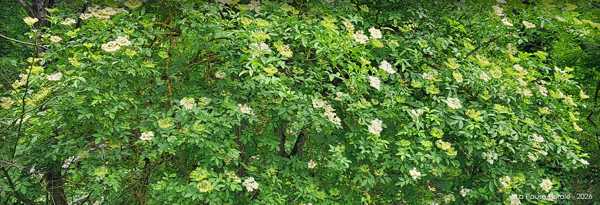 Photo représentant le sureau en fleurs.