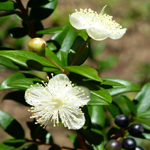 Les fleurs du myrte.