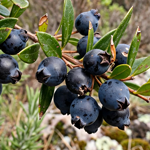 Les fruits du myrte.