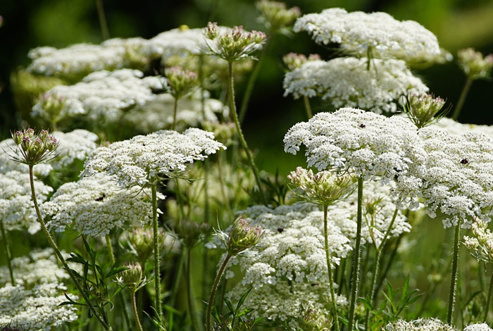 La Pause Florale